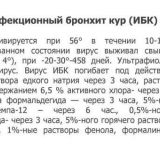 Pilići zvižde i uginu - šta učiniti i kako liječiti kod kuće